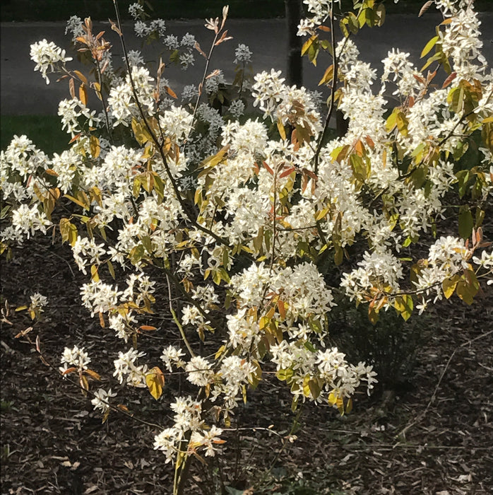 Amelanchier October Flame (7.5 Litre)