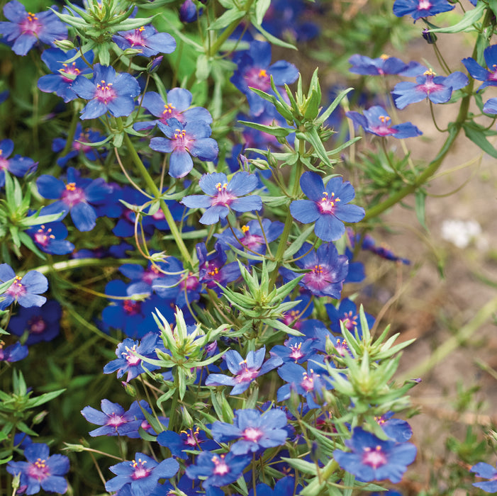 Anagalis Sky Lover (3 x 10.5cm) Dispatches 4 May 2026