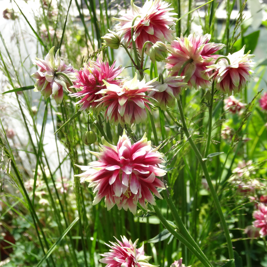 Aquilegia Barlow Collection (6 x 6cm) Dispatches 23 March 2026 - Plants2Gardens