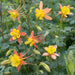 Aquilegia Collection 6 x 6cm Plants - Dispatches from 25th March - Plants2Gardens