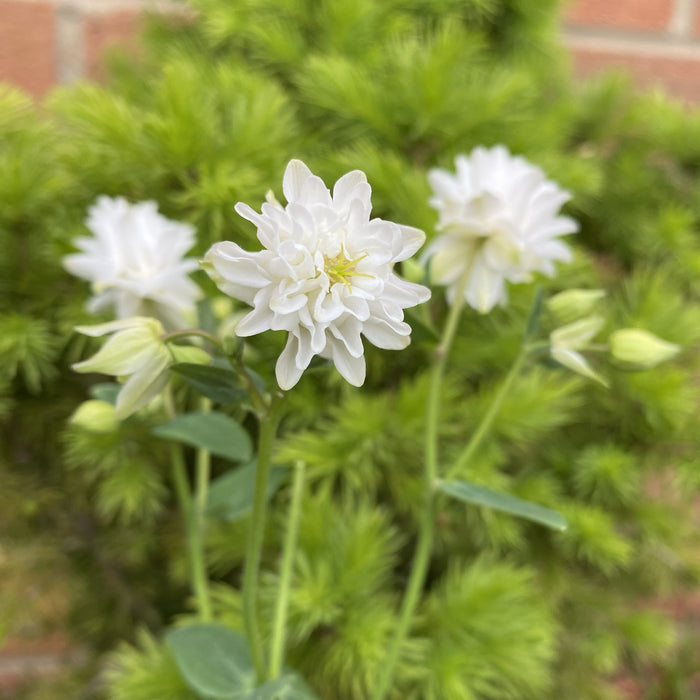 Aquilegia Barlow Collection (6 x 6cm) Dispatches 23 March 2026