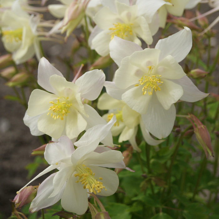 Aquilegia Collection 6 x 6cm Plants - Dispatches from 25th March