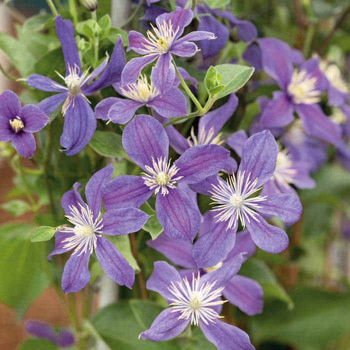 Repeat Flowering Clematis Collection (2 x 3 Litre)