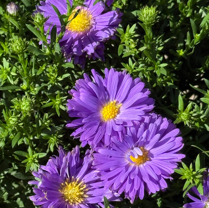 Aster Double Blue (2 x 3 Litre)