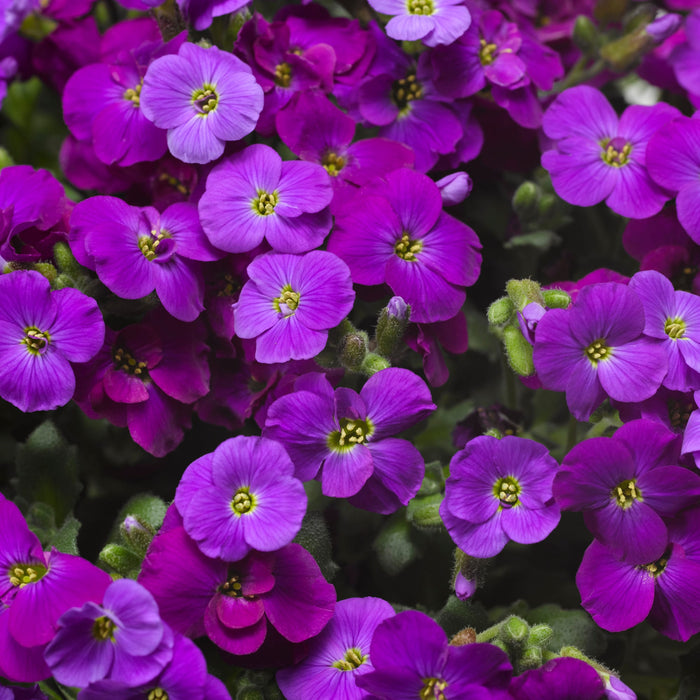 Aubretia Axcent Collection 6 x 6cm Plants - Dispatches from 19th February