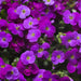 Aubretia Axcent Collection 6 x 6cm Plants - Dispatches from 19th February - Plants2Gardens