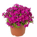 Aubretia Axcent Collection 6 x 6cm Plants - Dispatches from 19th February - Plants2Gardens