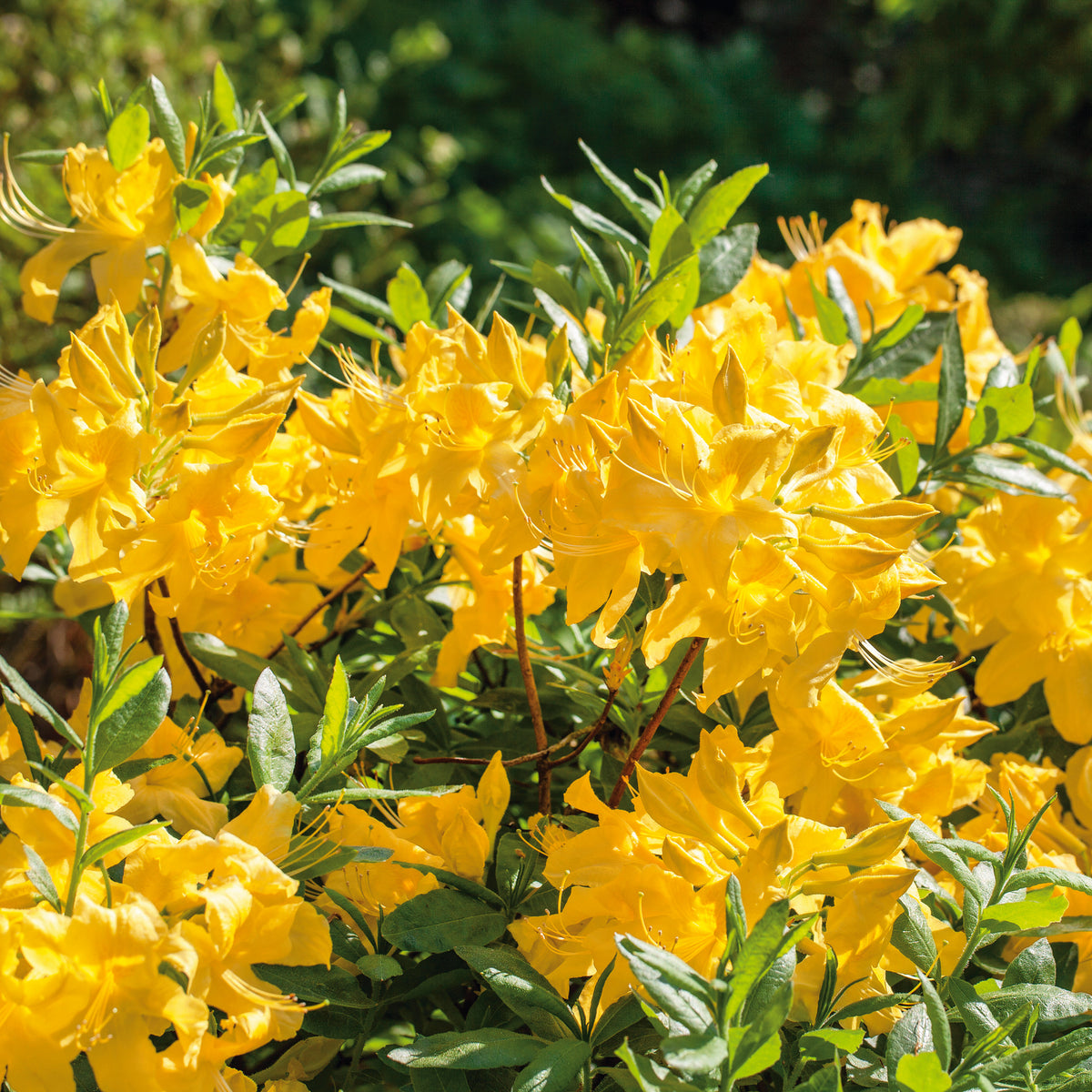 rhododendron anneke Azalea Anneke (5 Litre) — Plants2Gardens