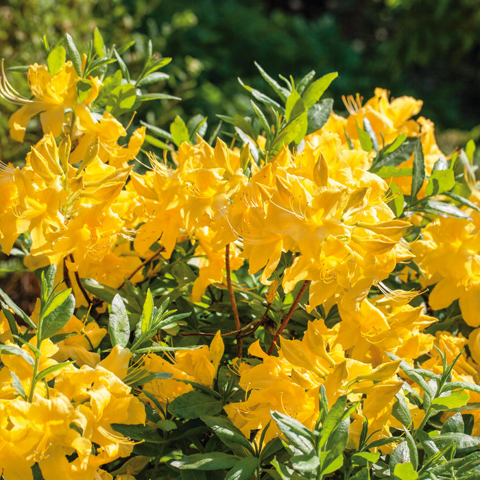 Azalea Anneke (5 Litre)