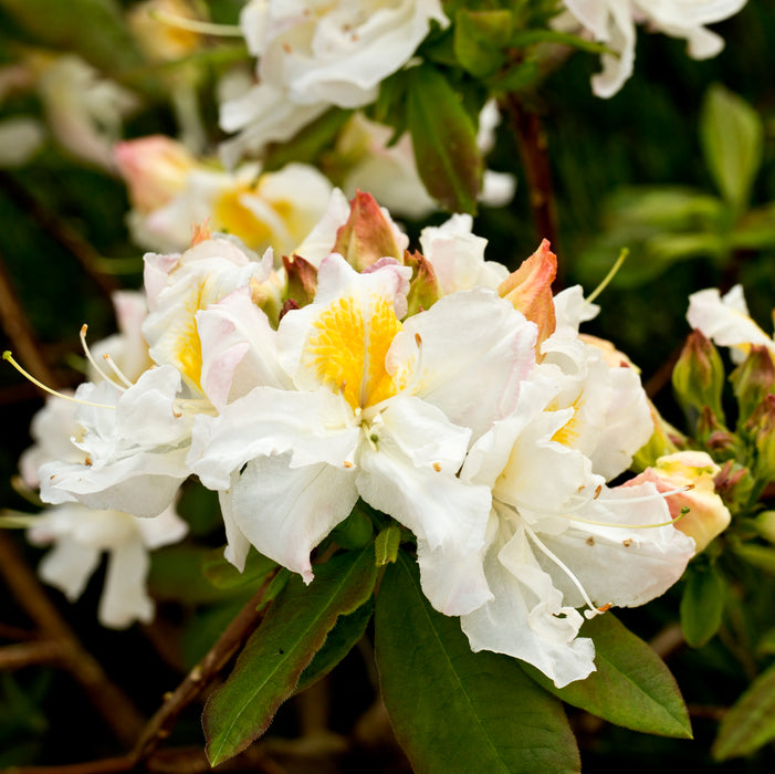 Azalea Silver Slipper  (1 x 5 Litre)