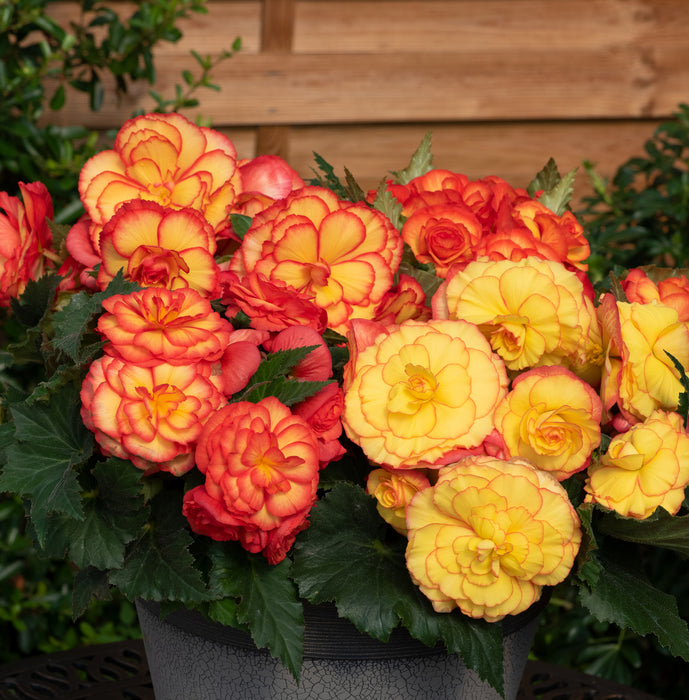 Begonia Non-Stop Collection (6 x 6cm) Dispatches 4 May 2026