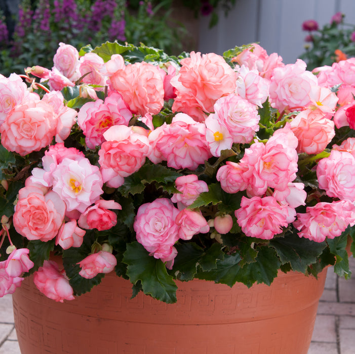 Begonia Non-Stop Collection (6 x 6cm) Dispatches 4 May 2026