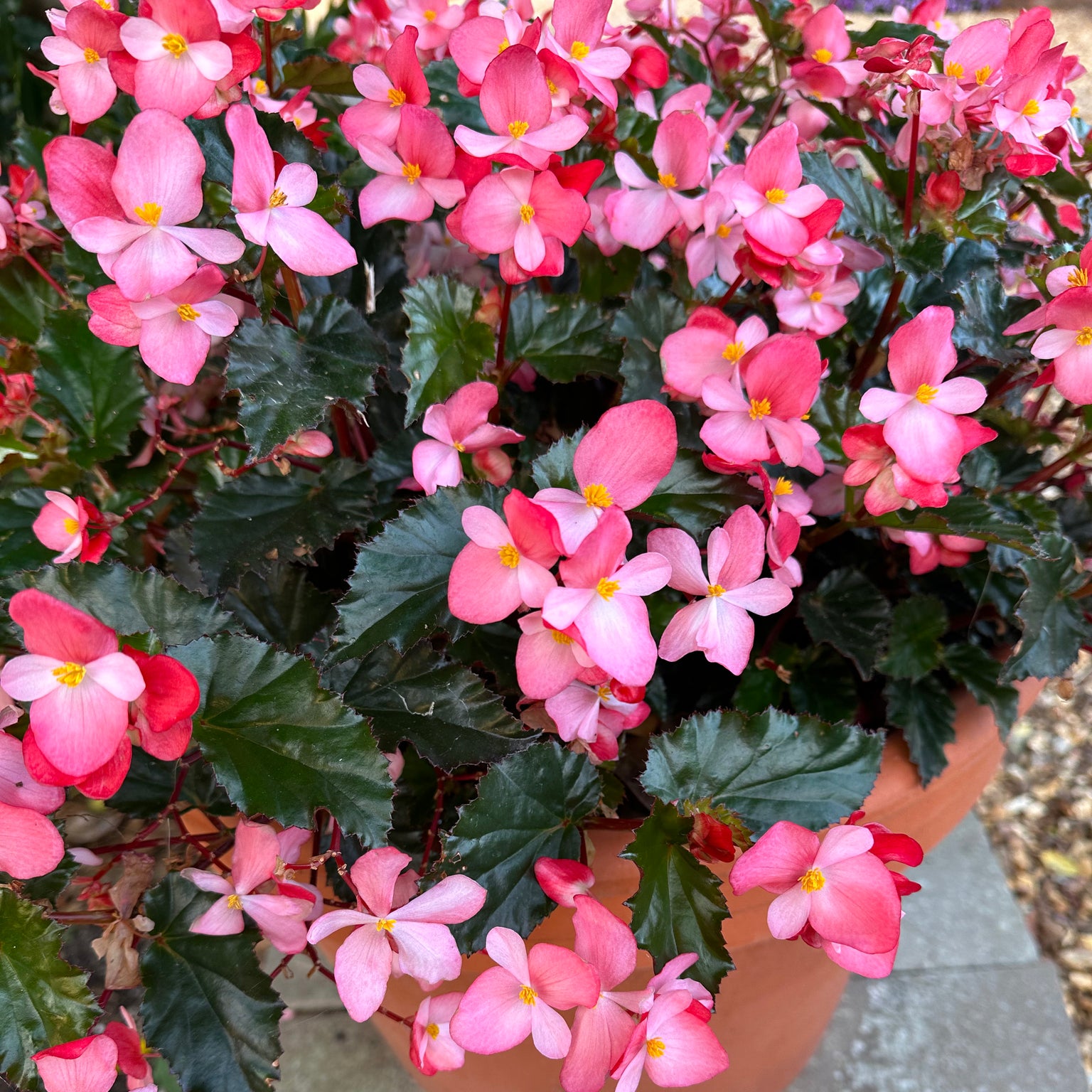 Buy Bedding Plants Online from Plants2Gardens