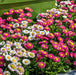 Spring Bedding Mix (6 x 9/10.5cm plants) - Plants2Gardens