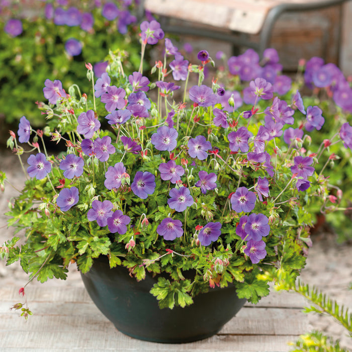 Hardy Geranium Collection (3 x 2 Litre)