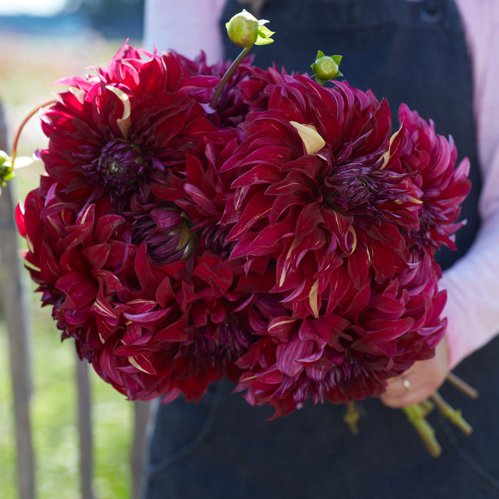 Dahlia Bohemian Spartacus (3 x Bare Root) Dispatches 23 March 2026