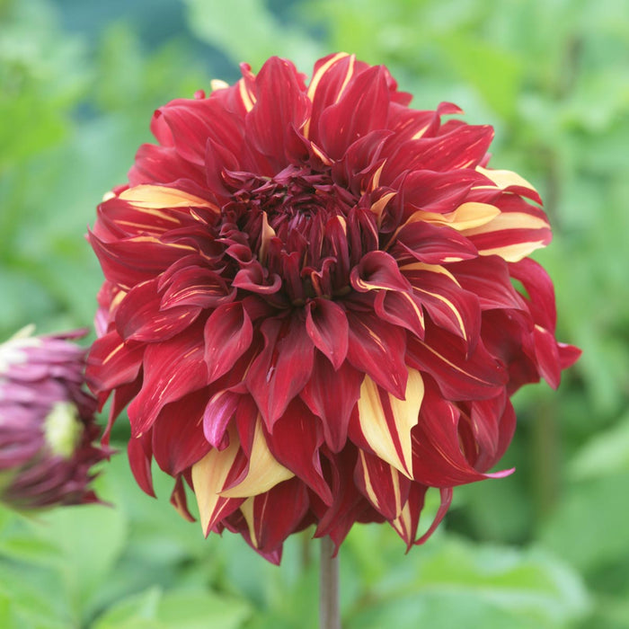 Dahlia Bohemian Spartacus (3 x Bare Root) Dispatches 23 March 2026