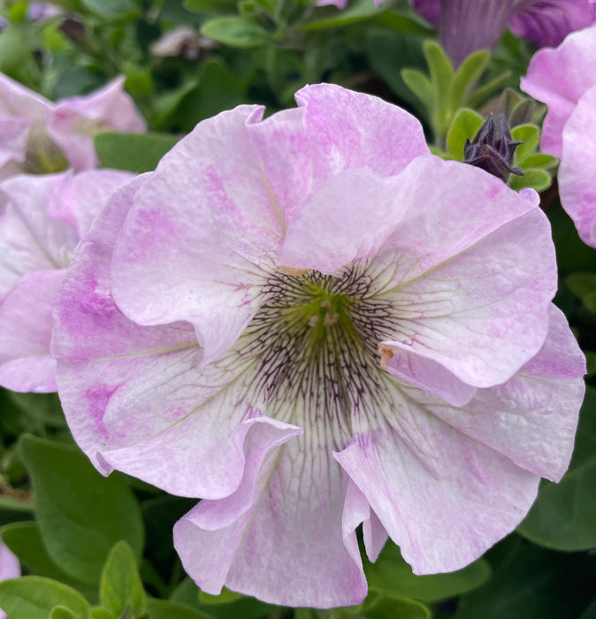 Petunia Bridal Blush (6 x 6cm) Dispatches 26 May 2025