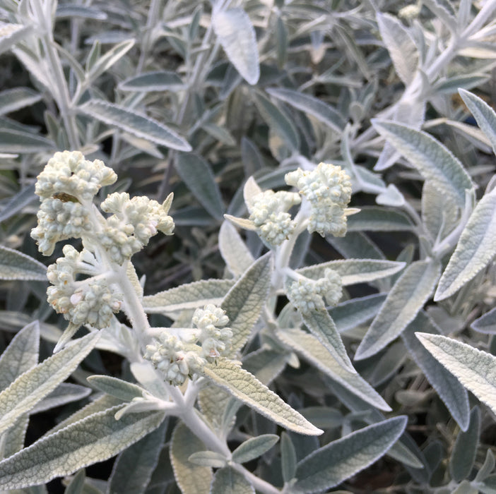 Buddleia Silver Anniversary (3 Litre)