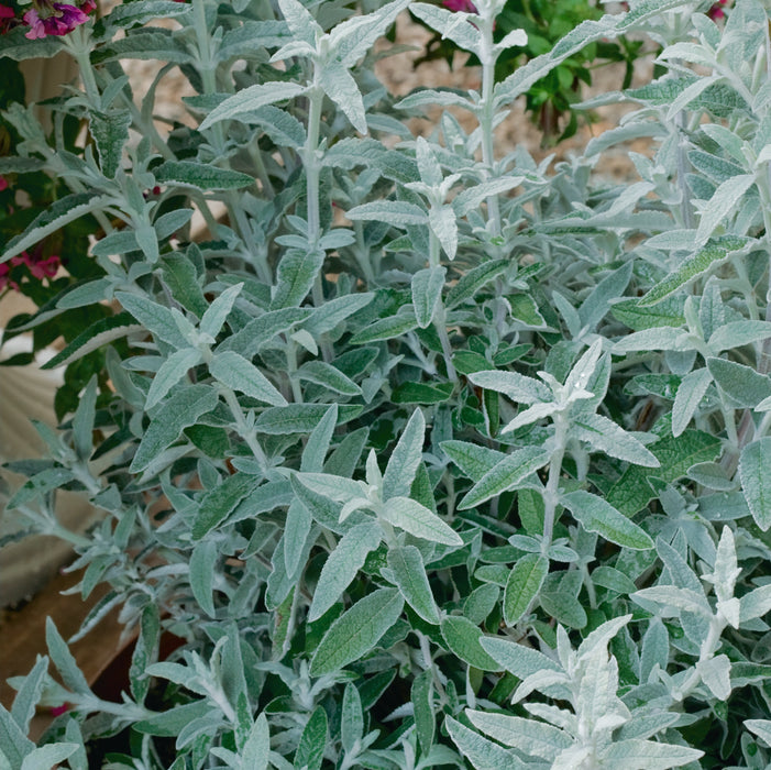 Buddleia Silver Anniversary (3 Litre)