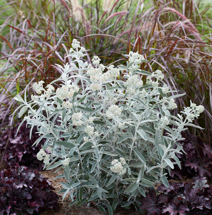 Buddleia Silver Anniversary (3 Litre)