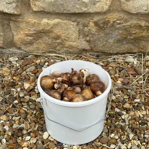Big Bucket of Bulbs - Plants2Gardens