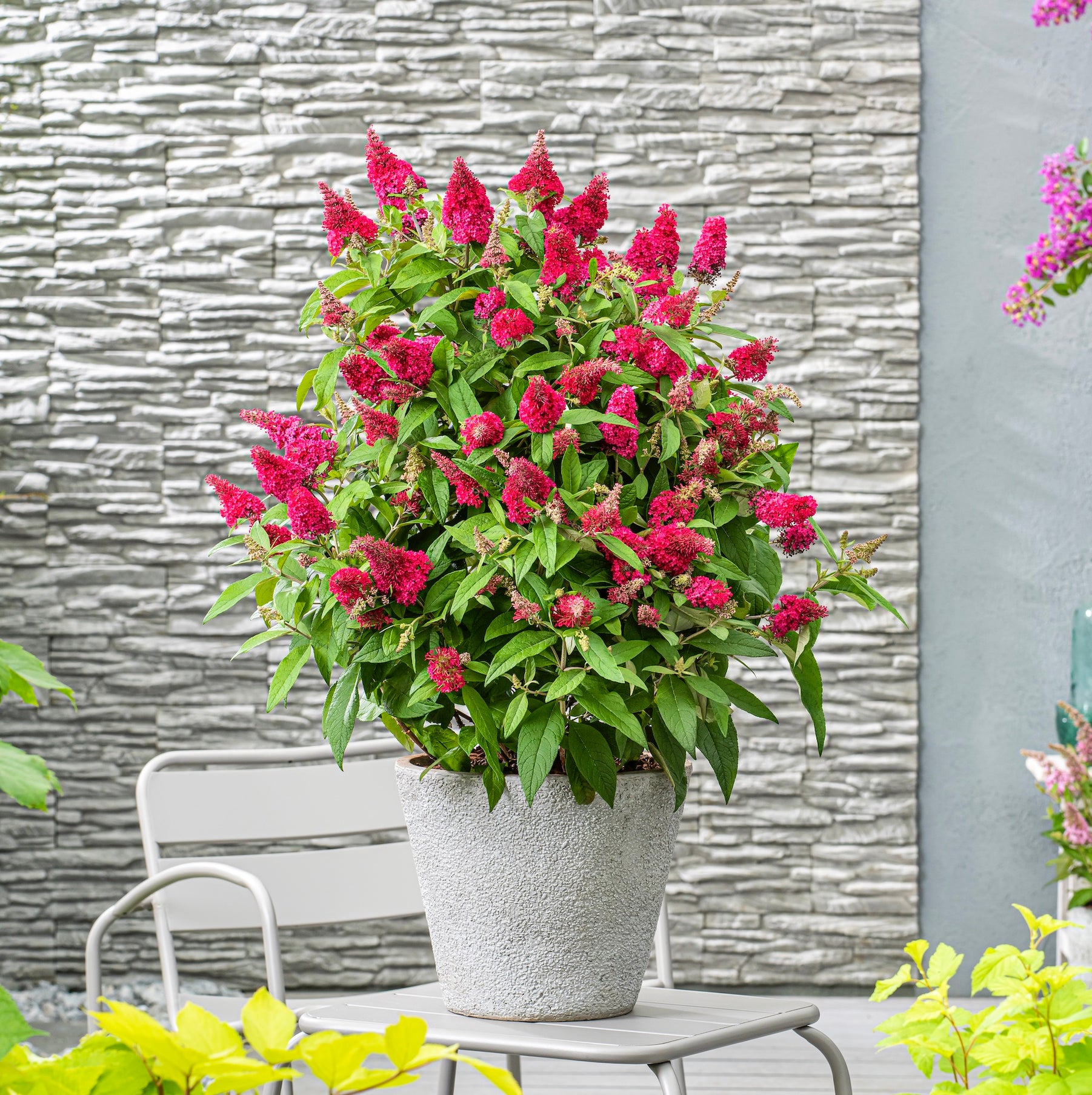 Attract the butterflies to the garden this summer — Plants2Gardens