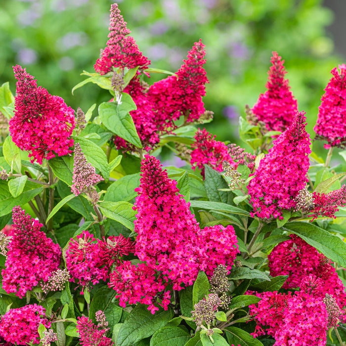 Buddleia Butterfly Candy Little Ruby
