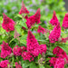Buddleia Butterfly Candy Little Ruby - Plants2Gardens