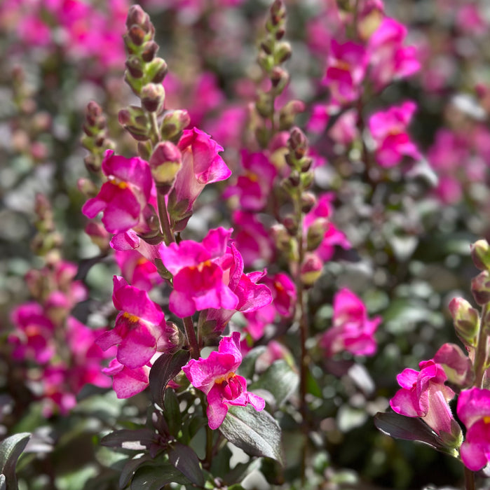 Antirrhinum Snap in Black Collection (6 x 6cm) Dispatches 26 May 2025