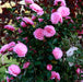 Camellia EG Waterhouse 4ltr - Plants2Gardens