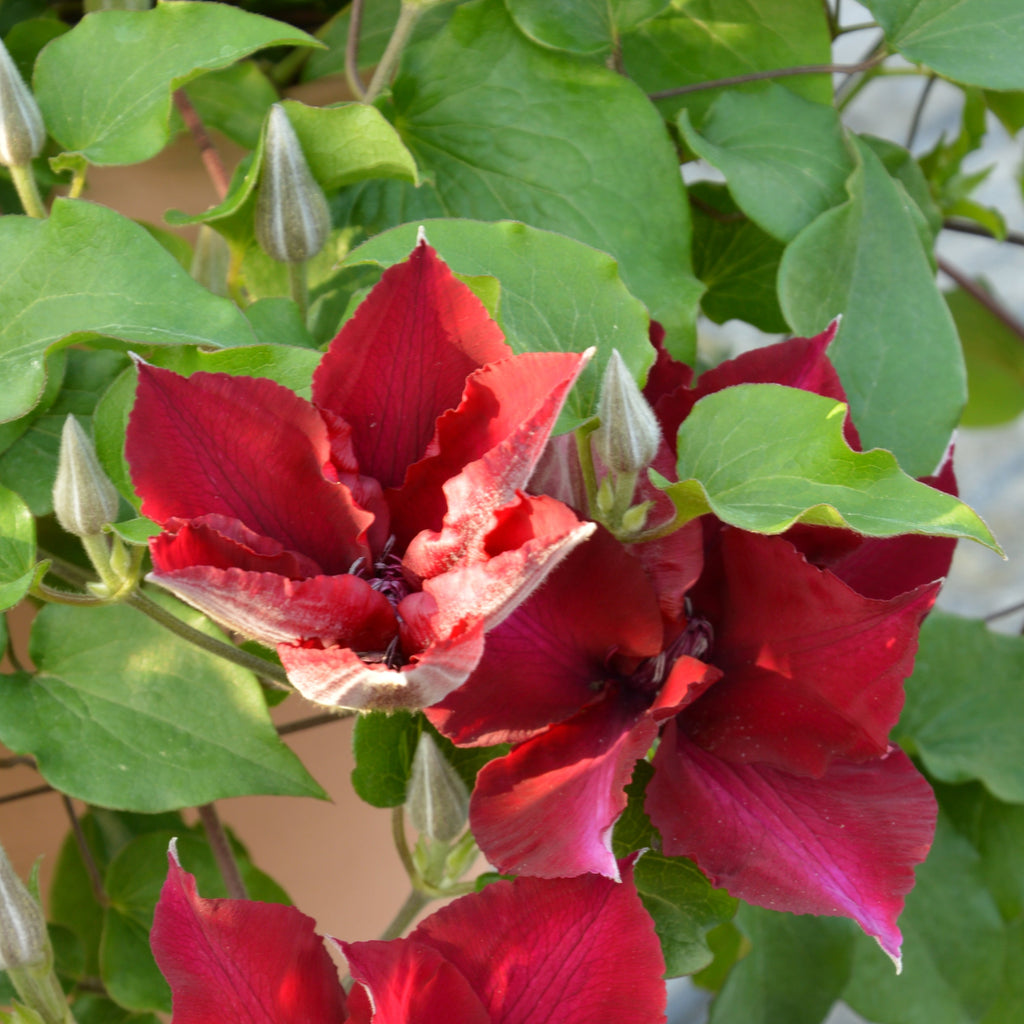 Buy Bedding Plants Online from Plants2Gardens