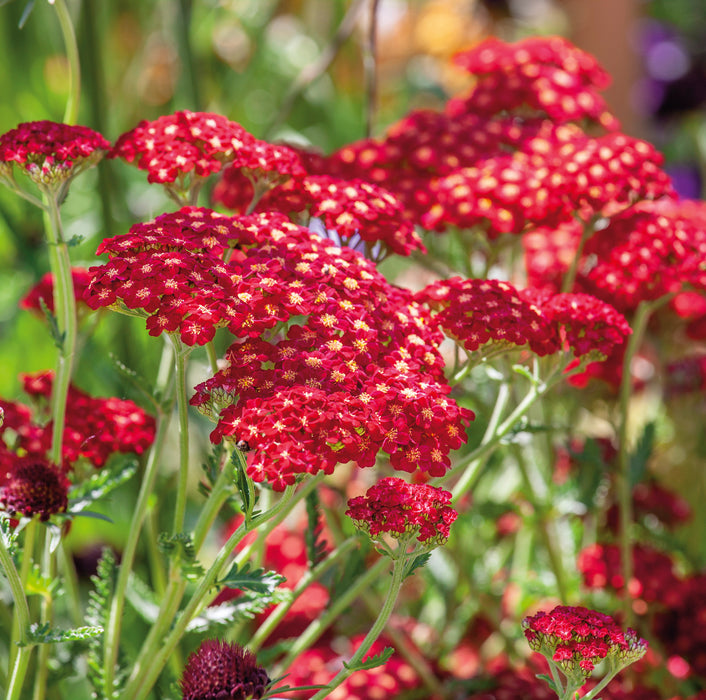 Fiery Perennial Collection (6 x 2 Litre) dispatches from 27th April 2026 - Plants2Gardens