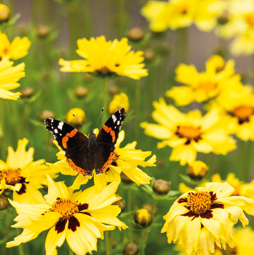 Fiery Perennial Collection (6 x 2 Litre) dispatches from 27th April 2026 - Plants2Gardens