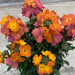 Fiery Perennial Collection (6 x 2 Litre) dispatches from 27th April 2026 - Plants2Gardens