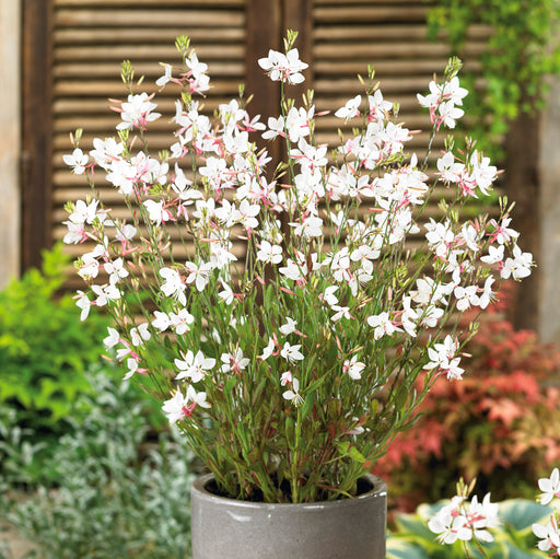 Tranquil Perennial Collection (6 x 2 Litre) dispatches from 27th April 2026 - Plants2Gardens