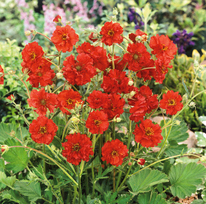 Fiery Perennial Collection (6 x 2 Litre) dispatches from 27th April 2026 - Plants2Gardens