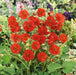 Fiery Perennial Collection (6 x 2 Litre) dispatches from 27th April 2026 - Plants2Gardens