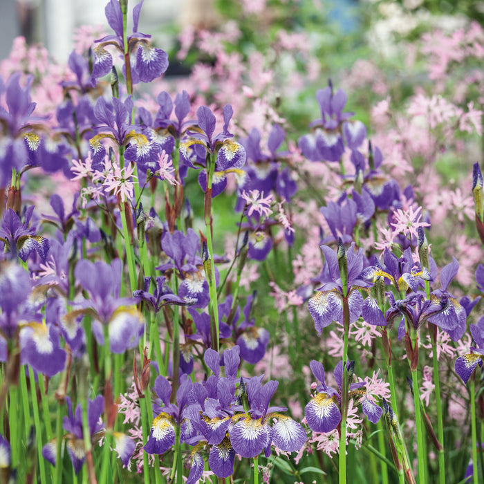 Iris Siberca Collection (3 x Bare Root) - Plants2Gardens