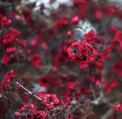 Leptospermum Red Damask (1 x 3 Litre) - Plants2Gardens