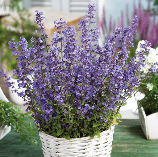 Tranquil Perennial Collection (6 x 2 Litre) dispatches from 27th April 2026 - Plants2Gardens