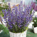 Tranquil Perennial Collection (6 x 2 Litre) dispatches from 27th April 2026 - Plants2Gardens