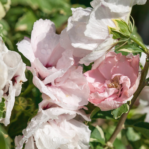 Hibiscus Sugar Tips 3ltr - Plants2Gardens