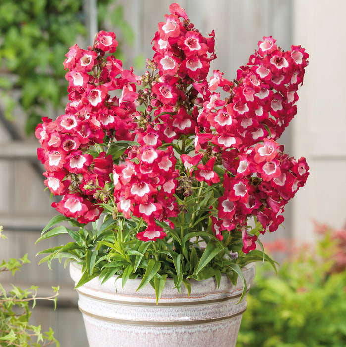 Fiery Perennial Collection (6 x 2 Litre) dispatches from 27th April 2026 - Plants2Gardens