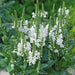 Tranquil Perennial Collection (6 x 2 Litre) dispatches from 27th April 2026 - Plants2Gardens