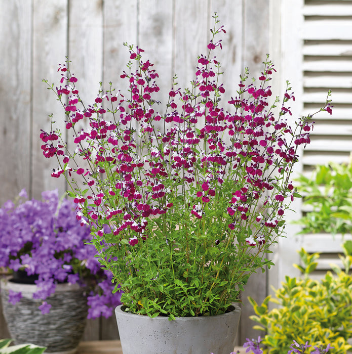 Tranquil Perennial Collection (6 x 2 Litre) dispatches from 27th April 2026 - Plants2Gardens
