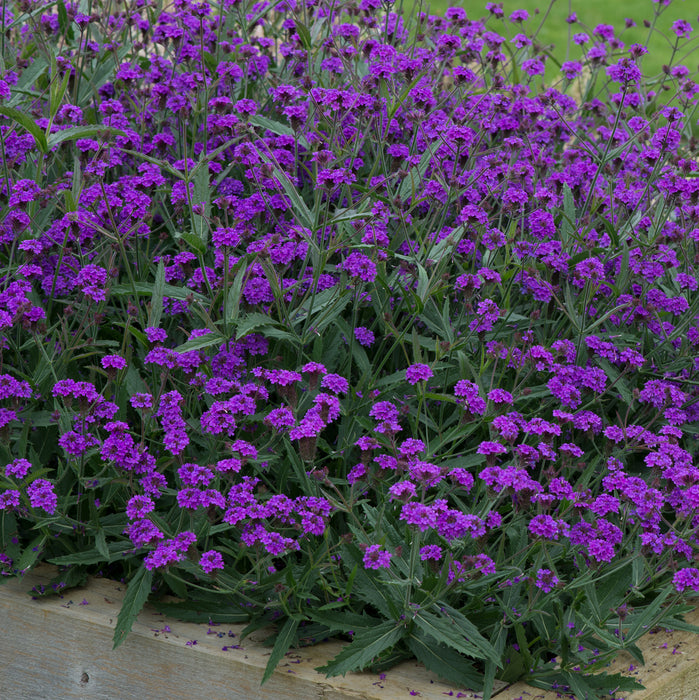 Tranquil Perennial Collection (6 x 2 Litre) dispatches from 27th April 2026 - Plants2Gardens