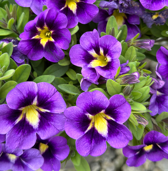 Calibrachoa Kiss Collection (6 x 6cm) Dispatches 19 May 2025