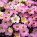 Container and Basket Collection (10 x 9cm) - Plants2Gardens