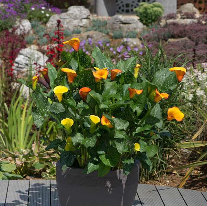 companion plants for calla lilies Captain Calla Lily Mix (6 x Bulbs) — Plants2Gardens